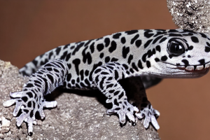 black leopard gecko