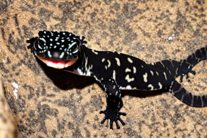 black leopard gecko