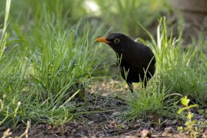 bird with long beak