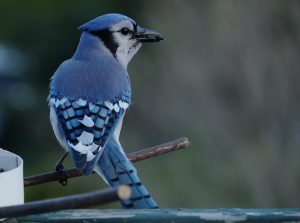 how long do birds live