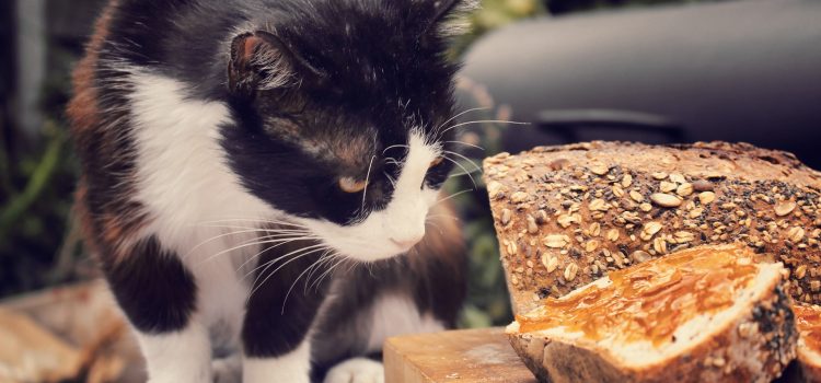 Can Cats Eat Bread ?