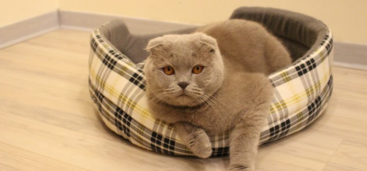 Why is my cat peeing on my bed ?