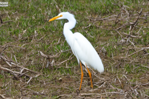 White birds