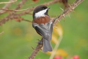 how long do birds live