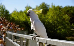 talking birds