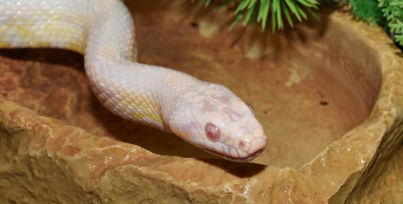 The Amazing Facts About Snow Corn Snakes