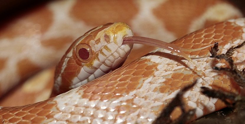 Caramel Corn Snake -Ultimate Guide-