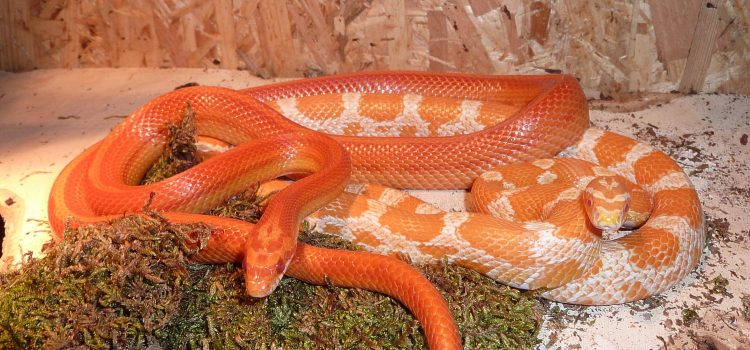 Candy Cane Corn Snake – Ultimate Care,Feeding TIPS