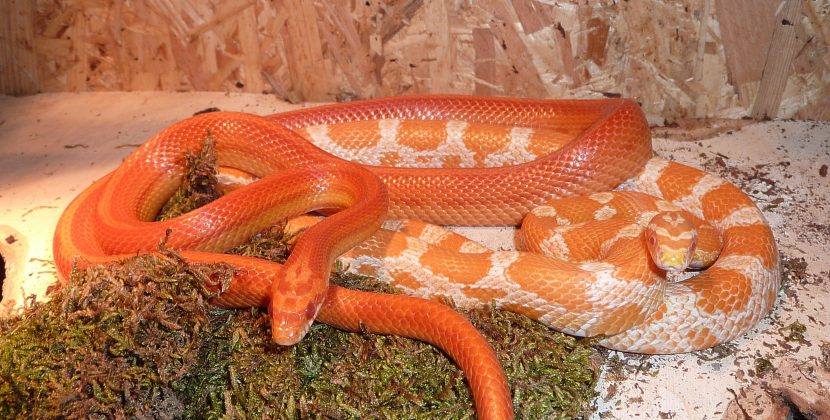 Candy Cane Corn Snake – Ultimate Care,Feeding TIPS
