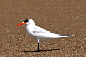 White birds