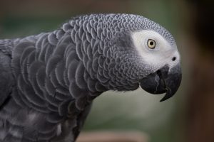 talking birds
