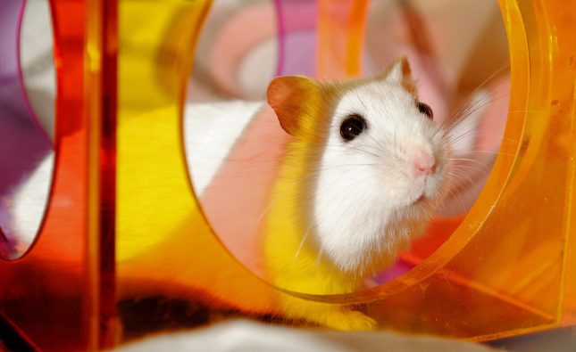 The Best Hamster Toys for Your Hamster