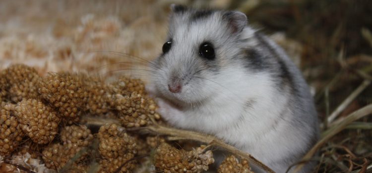 The Complete Guide to Hamster Wheels
