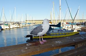 Bird with long beak
