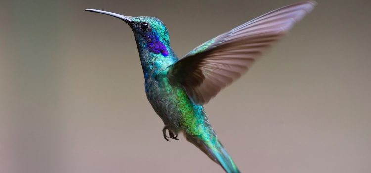 How Long Do Birds Live ?