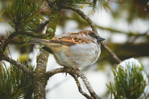 how long do birds live
