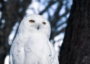 white birds