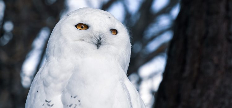 17+ White Birds