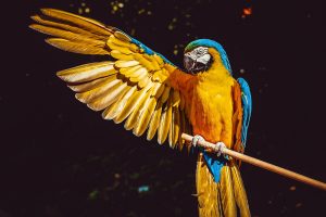 talking birds