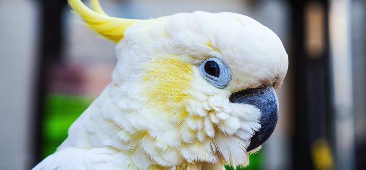 Talking Birds: The Complete List And Which Ones Can Talk