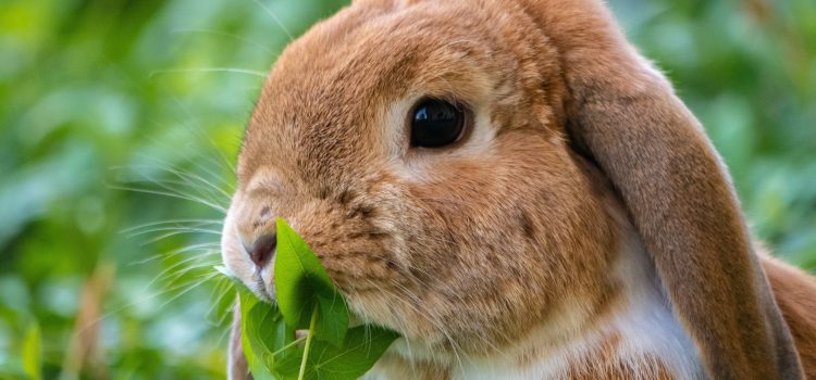 Are Rabbits Rodents?