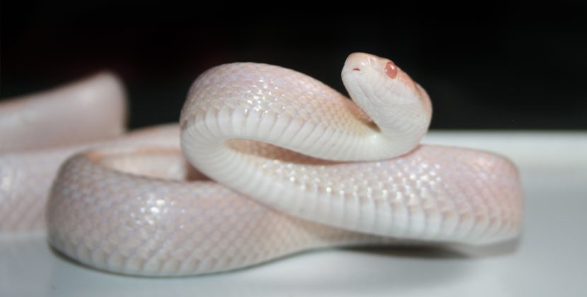 Blizzard Corn Snakes -Ultimate Care,Feeding TIPS