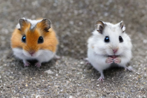 Roborovski Hamster