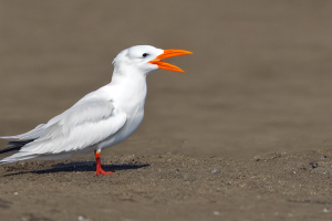 White birds