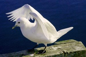 white birds