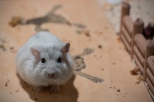 hamster wheel