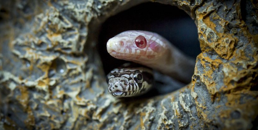Scaleless Corn Snakes – Care,Feeding Pro Tips