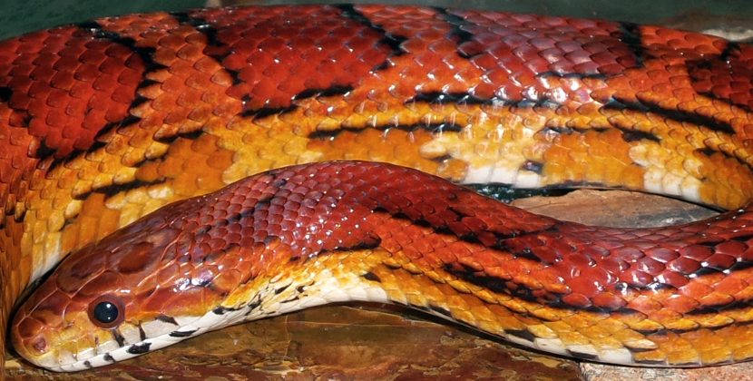 Okeetee Corn Snake – Habitats,Care,Feeding