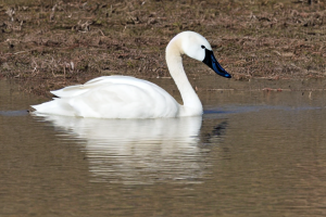 White birds
