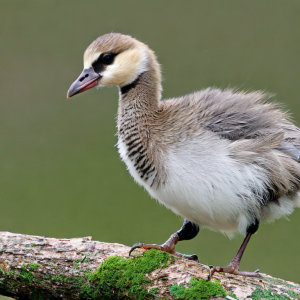 goslings