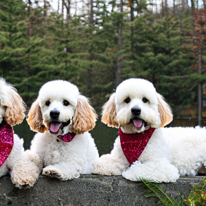 Poodles