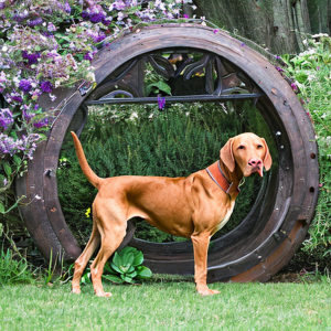 Vizsla