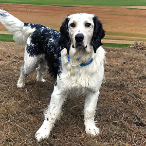 English Setter