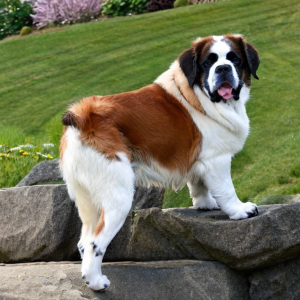 Saint-bernard 