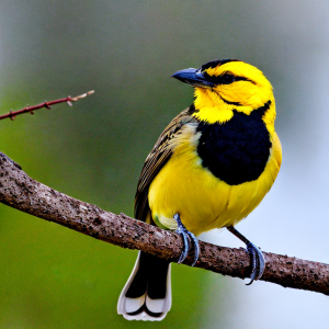 Yellow Belly Bird