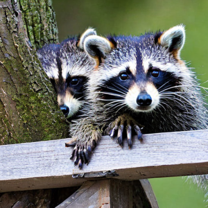 Are Raccoons Rodents? 