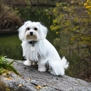 Non Shedding Dog Breeds