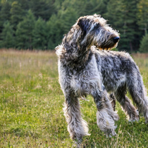 Irish Wolfhound